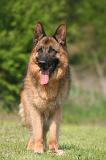 BERGER ALLEMAND 1372